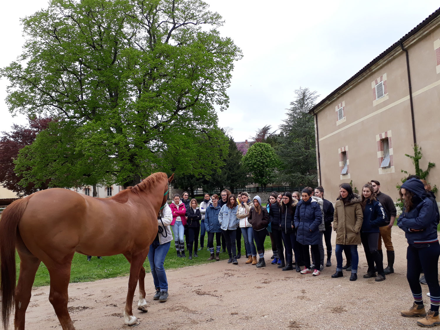 stagiaires-osteopathie-animale-cluny