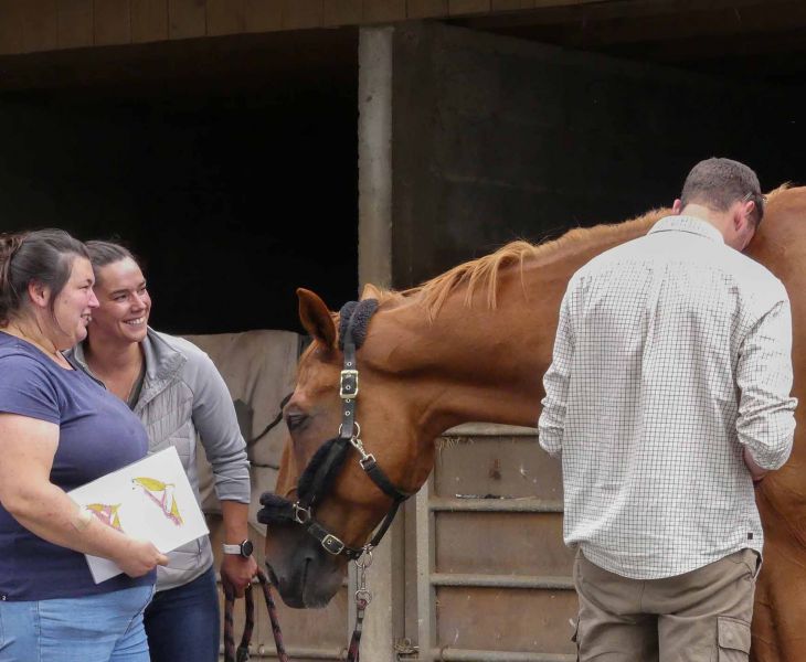 ostéopathie équine, cheval, comportementaliste